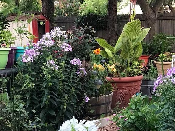 Beautiful tall phlox that co