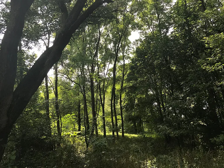 Woods