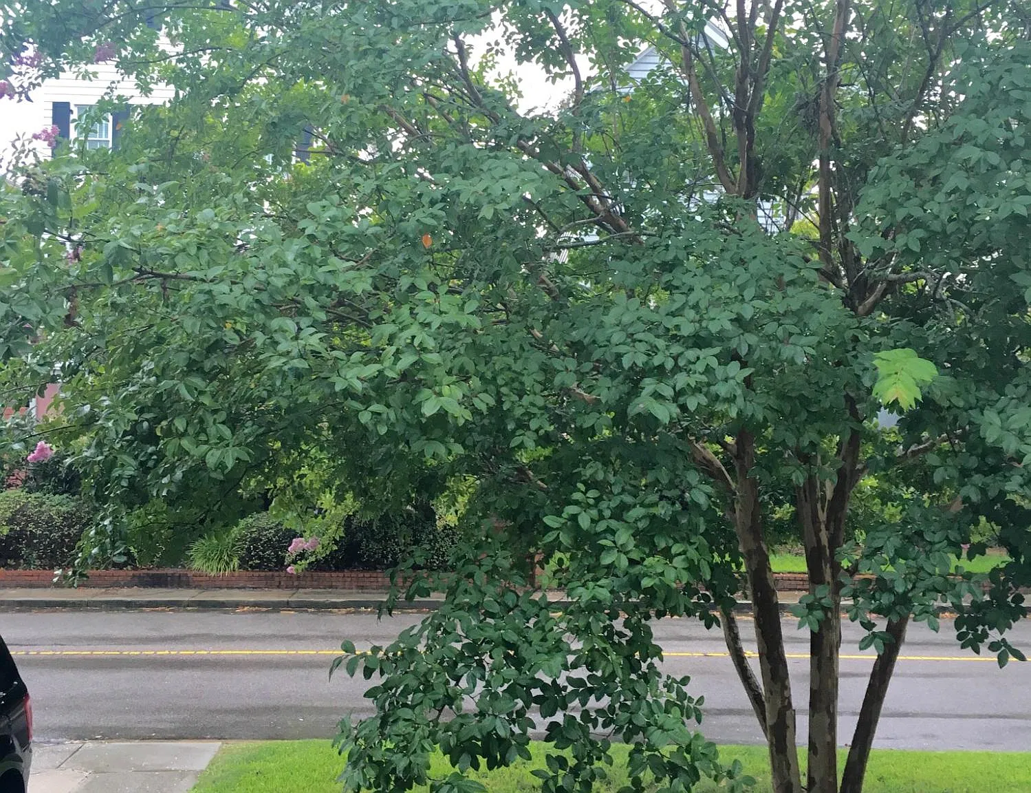 2 bed, 2.5 bath, 1328 sqft, $3,695 — Photo 4