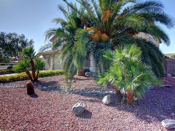 Mature Palm Trees in Front