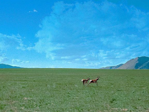 2nd image of Wild Horse Ranch #56