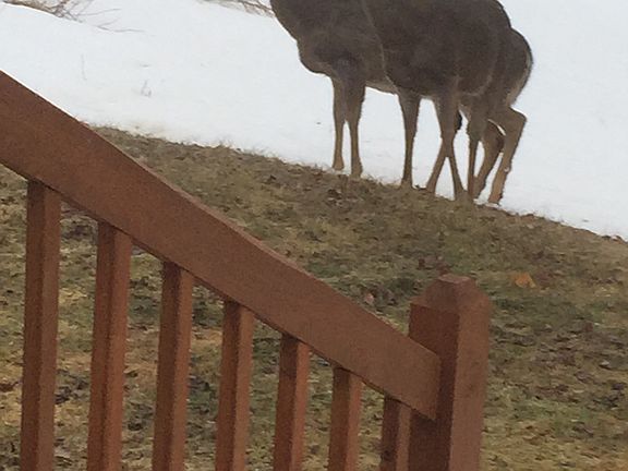 Deer in Front of house