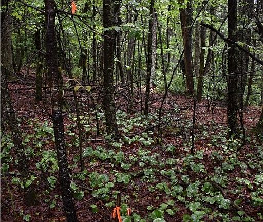 3rd image of tbd Eagles Nest Lane