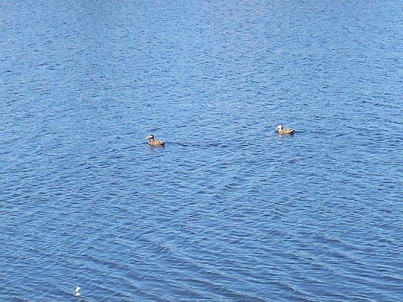 Sitting on private fishing lake with wildlife!