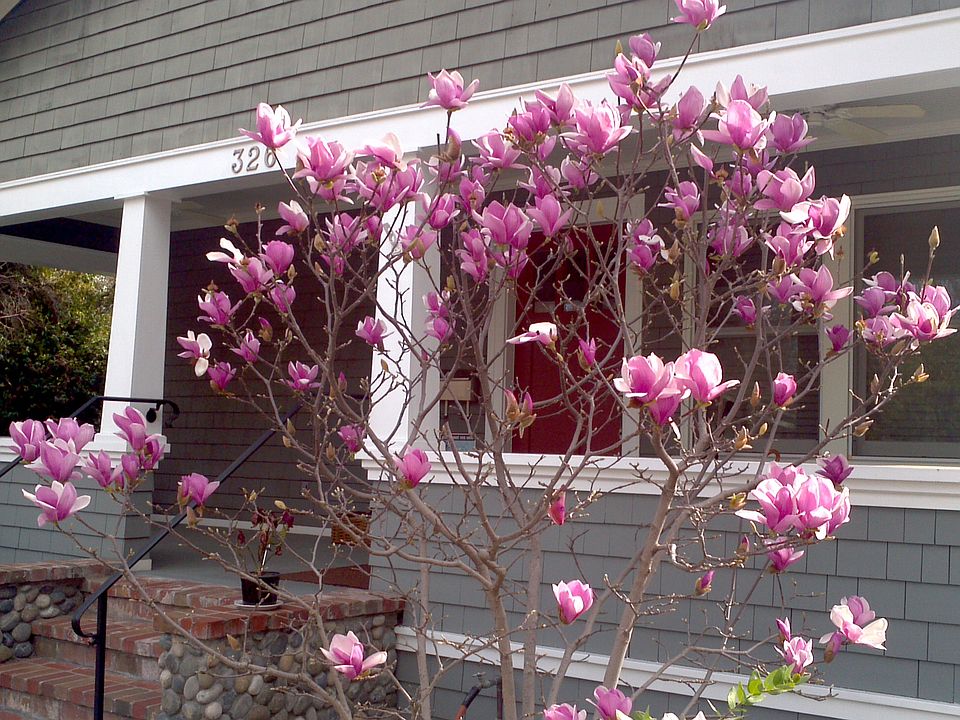 Chinese Magnolia in Bloom