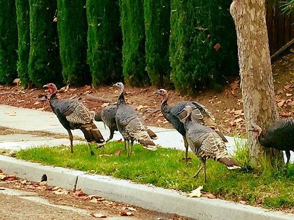 You will see they every day
