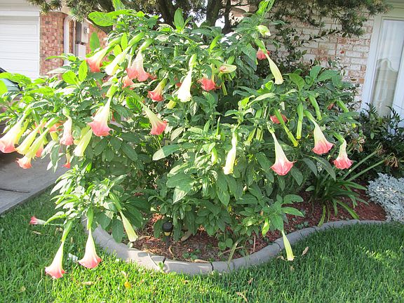 Hanging Trumpet plant 