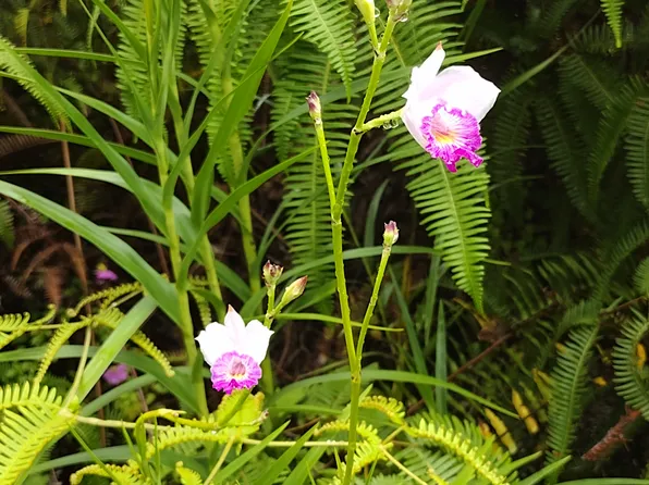 Tutu Ln Lot 395, Pahoa, HI 96778