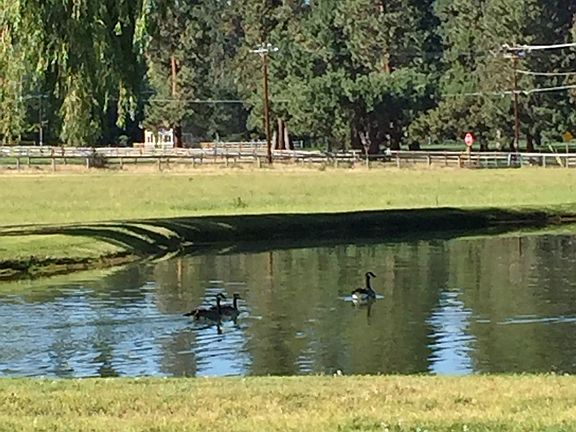 Geese enjoying the pond