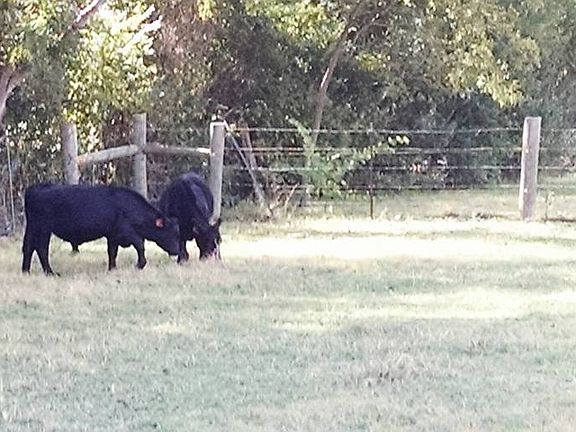 Backyard beef