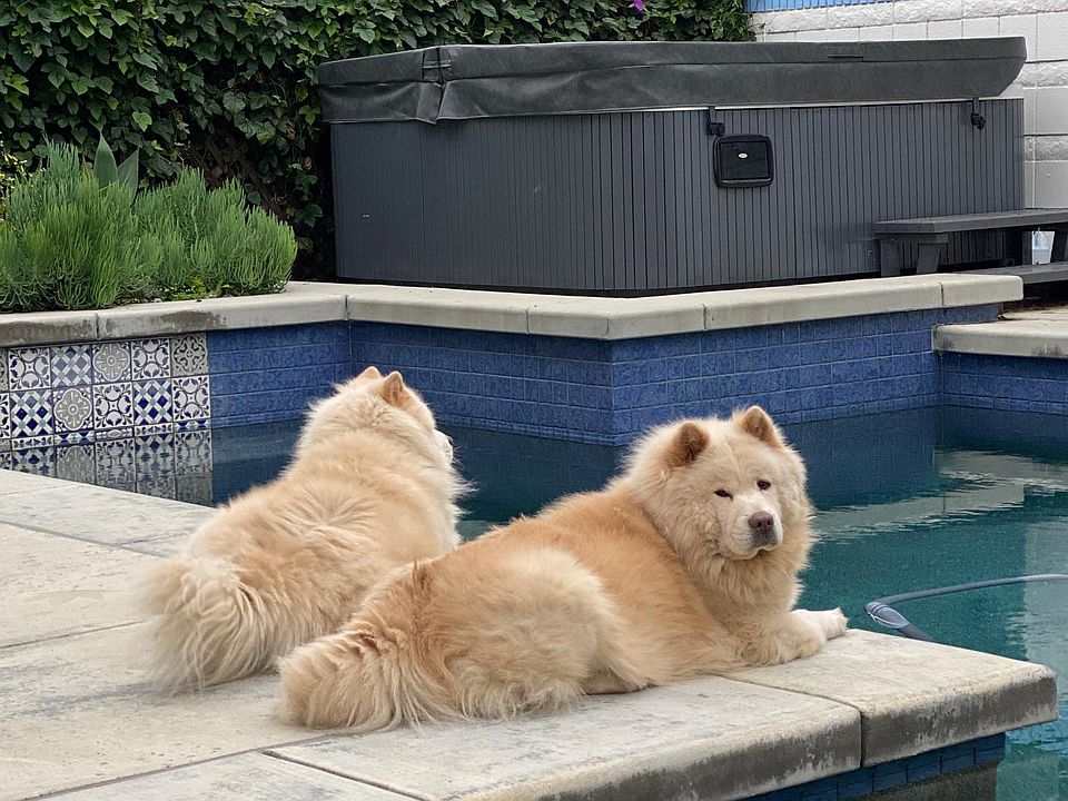 Dogs not included.