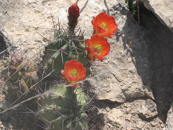 2nd image of 16238 Seminole Canyon Road