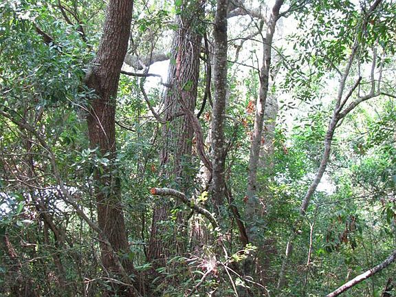 5th image of 116 N Bald Head (Lot 800) Wynd LOT 800