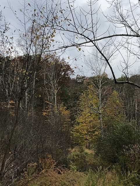 1st image of Pumpkin Ln