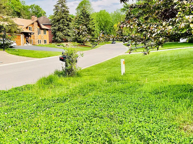 Beautiful Clover Lawn with Perfect Cushion. Chemical Free, eco-friendly.