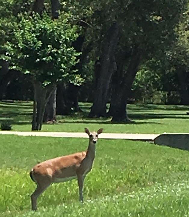 DEER WELCOME PEOPLE TO THE NEIGHBORHOOD