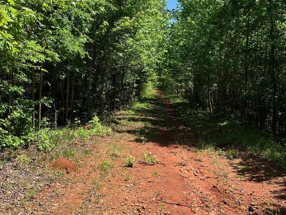 Dirt drive through the forestland. 