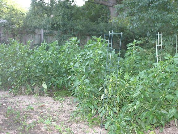 Pepper plants