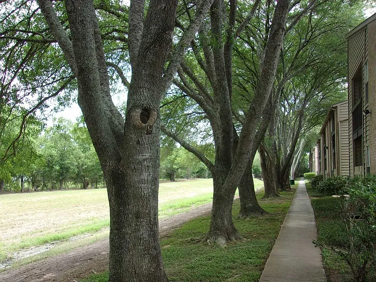 Bayou Bend — Photo 4