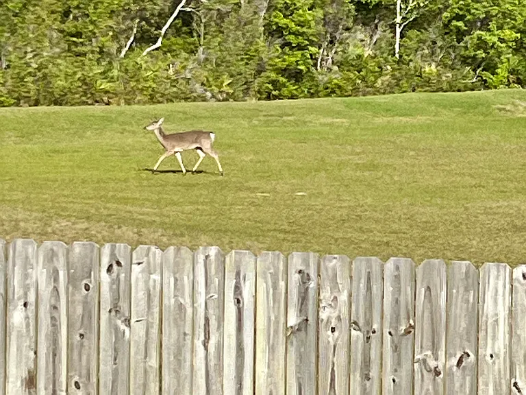 Deer in the backyard. You'll see a family of four in the early mornings and at early evening time.
