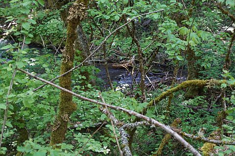 Jewett Creek