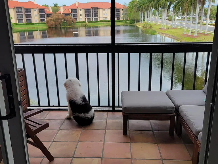2400 Feather Sound Dr #1126 — Photo 4