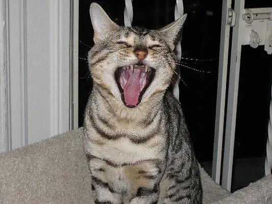 Rented by America Mecca Realty LLC | media 23