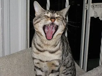 Rented by America Mecca Realty LLC