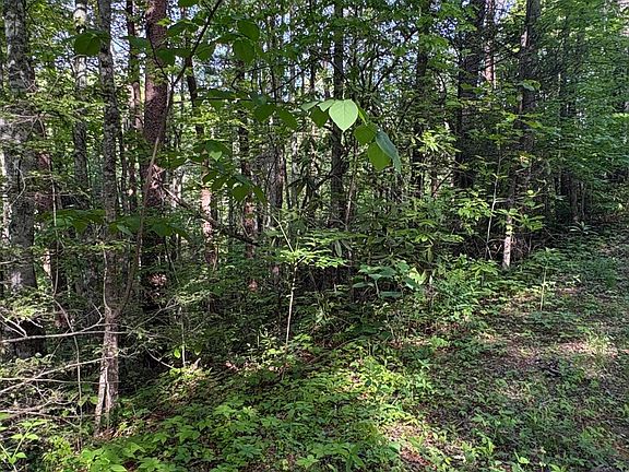 2nd image of LOT 6 Walnut Flats Rd