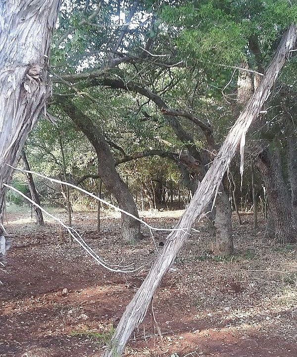 1st image of 820 Morningwood Dr
