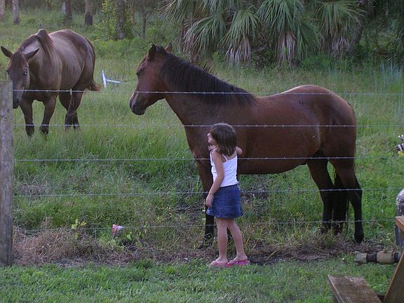 Horses Next Door in Pasture