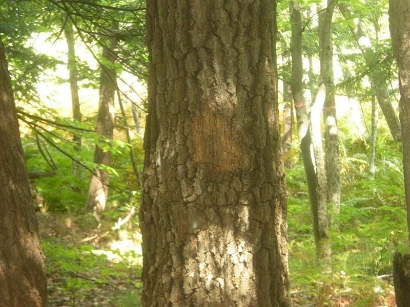 2nd image of Skyline Drive