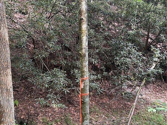 5th image of 16 Tbd Old Nc Hwy