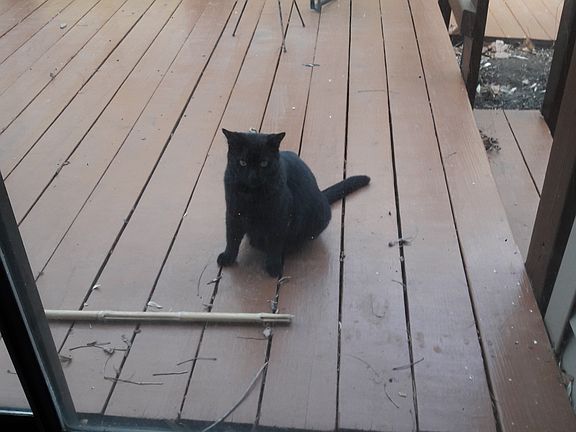 Watchcat reporting on deck