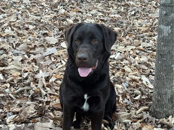 1 Estate Dr, Providence, NC 27315