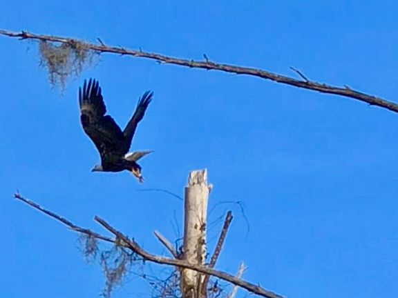 Bald Eagle front yard trees