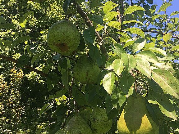 One of several fruit trees