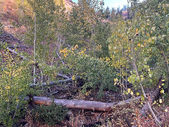26th image of 270 Greenhorn Gulch Rd