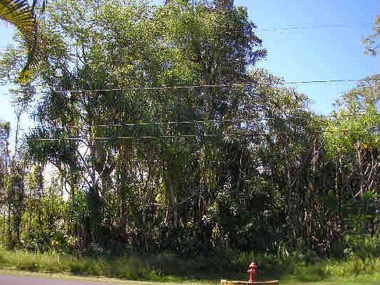 At 12,040 Sq Ft in size Lot 1597 is the Best Value in Hawaiian Shore Rec!