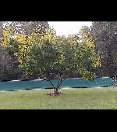 east field with Rain Tree