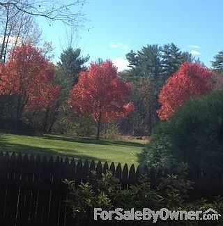 October Glory maples-changes long after the others for a real show stopper.