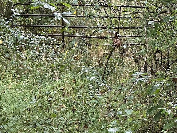 2nd image of 1662 Lewis Creek Rd