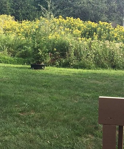 YARD FROM DECK