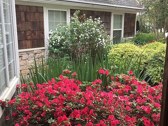 Gorgeous Azaleas