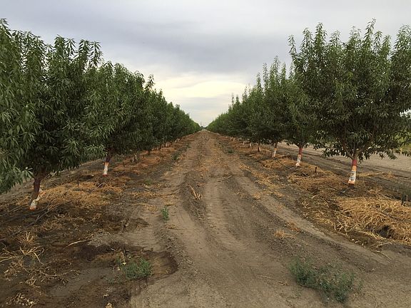 Almond Trees