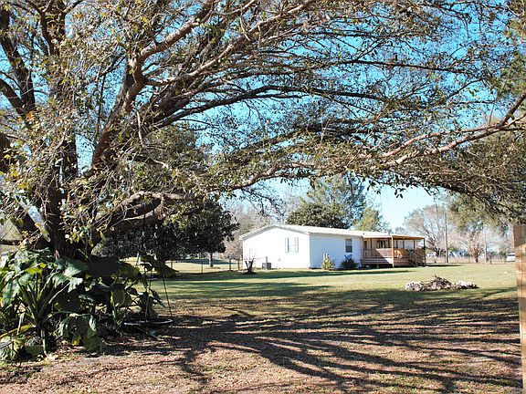 1 of 3 live oaks on property