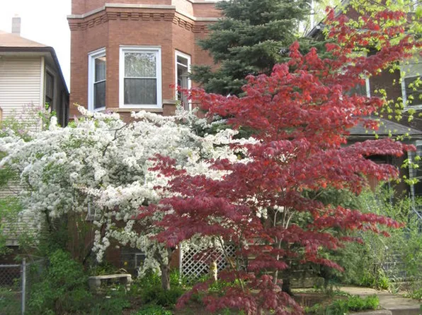 1430 W Warner Ave, Chicago, IL 60613