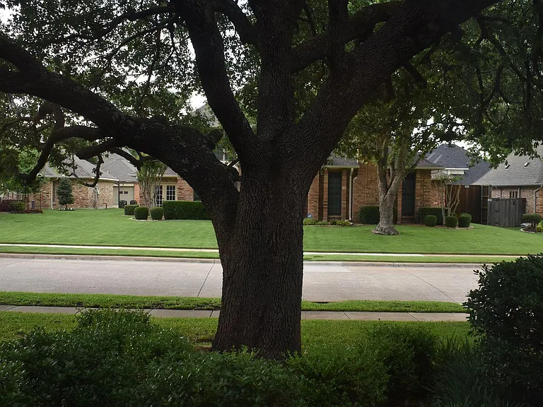 Tree in front yard