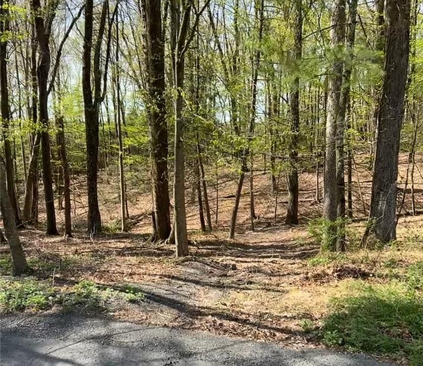 1st image of Tiger Lilly Ln