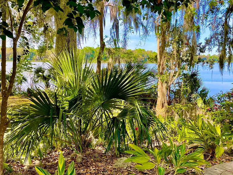 View from the backyard to Bivens Lake which is a nature preserve